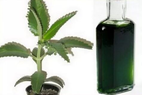 Kalanchoe tinktúrája