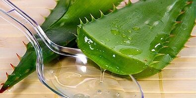 aloe juice a lábak visszéreinek kezelésére